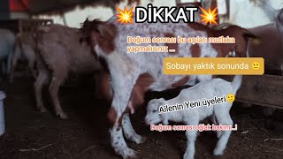 Oğlak bakımı ve doğum yapan anne keçi bakımında nelere dikkat edilmeli