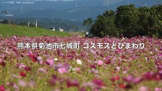 ヤマガ空撮 - 熊本県菊池市七城町「コスモスとひまわり畑」【ドローン空撮 - 4K】