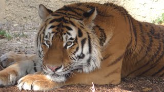 アムールトラ　アースくん　まったりタイムです　【のんほいパーク】Amur tiger Earth-kun Toyohashi Zoo