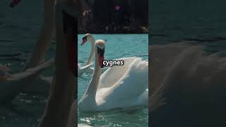 Découvrez le majestueux Cygne tuberculé!