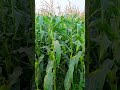 🌽Syngenta sweet corn sugar 75 🌽