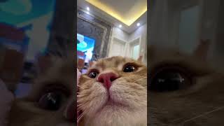 小猫在一声声夸赞中迷失自我猫咪的迷惑行为 我和我的猫 猫猫的心思全写在脸上了 小猫咪怼脸杀视频 傻猫的日常