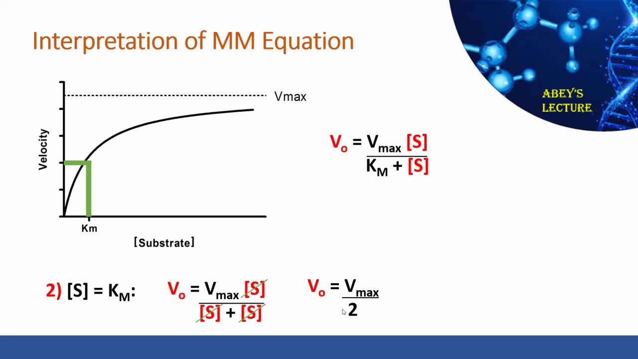 Michaelis-Menten Equation: Derivation And Interpretation - YouTube