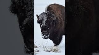 How do Bison survive extreme winter weather?