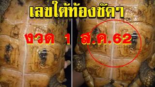 เลขใต้ท้องชัดๆ ท่านมาให้โชค เต่ายักษ์ขึ้นมาบ้าน  1 สิงหาคม 62 มาแน่