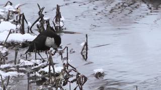 Koskikara - White-throated dipper (1080p)