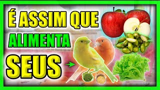 O QUE OS CANÁRIOS BELGAS MAIS GOSTAM DE COMER