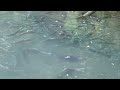 sockeye spawning