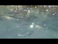 sockeye spawning