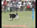 2009.04.12飛盤狗競賽