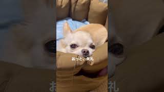 【チワワのミエル】眠くなってきて自分のテリトリーに入るミエルさん🐶#チワワ #チワワとの暮らし #chihuahua #今日のわんこ #癒し #犬のいる生活 #ミエル#치와와 #치와와성격