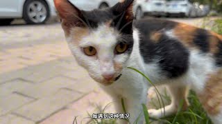 饥饿的猫咪向路人求助，一碗猫粮令它喋喋不休感激不尽！