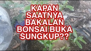 KAPAN WAKTUNYA BAKALAN BONSAI BUKA SUNGKUP ??