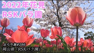 【2022年花見】ぶらり旅 第286回 「岡山県：RSKバラ園」Japanese cherry blossom