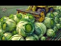 Mega Factory: Using modern machinery to harvest and process millions of tons of cabbage and kohlrabi