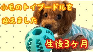 生後3ヶ月のトイプードルをお迎えしました 【子犬】