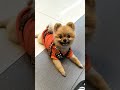 博美小寶pomeranian ポメラニアン（拜託拜託）