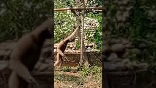 Hoolock Gibbon | #Shorts Video | Assam State zoo | DMB Birds