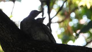 寄り添うかわいい巣立ち雛 ヒヨドリBrown-eared Bulbul（鵯、白頭鳥、Hypsipetes amaurotis）スズメ目ヒヨドリ科ヒヨドリ属　DSCN7164