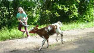 Baby Cows - Vasikat - Calves