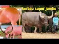 kerbau super jumbo asal thailand yang viral