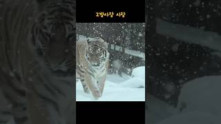 (4K) 오늘의 맹수사 (2025.01.28) 요약.. 폭설에도 빛나는 아우라 #shorts #shortvideo