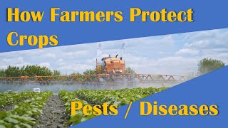 How farmers protect their crops from pests and diseases