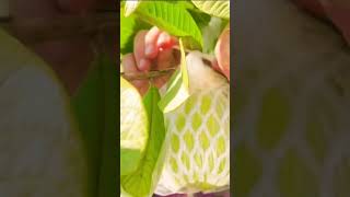 Guava bagged, sweeter, bigger, and tastier! #short #shots #shortsvideo #fruit