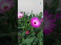 beautiful ice plant flowers shorts