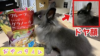 おやつタイムからのドヤ顔するうさぎ！この顔の意味は・・！？