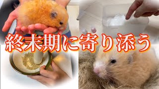 キンクマハムスターの闘病生活　#腹水#心臓病#ペット介護#ペットロス