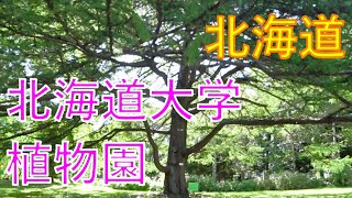 北海道ツーリング⑨2020年北海道大学植物園に行ってみる。