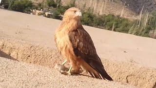 After a few days, the hungry eagle caught a mouse🐀 and is feeding on it,🦅 Amazing moments,