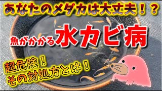 この時期は要注意！魚の水カビ病の予防や治療について。