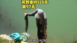 荒野垂钓120天第97天，正式开启你们想看的挑战一天50斤白条！