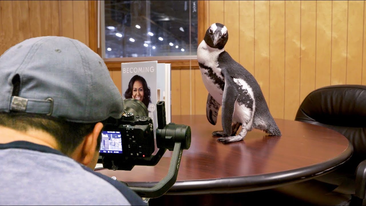 Behind The Scenes: A Real Penguin's "Internship" At Penguin Random ...