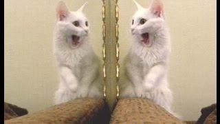 Animals in Mirrors Hilarious Reactions Compilation 2016 -  Funny Animal Videos