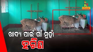 Locals Of Godisahi Village Rescued A Spotted Dear From The Stray Dog In Bhubaneswar | NandighoshaTV