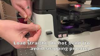 Micromanipulation: Loading Micropipette