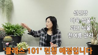 [클래스101] 7월 28일 식물 재배 관련 강의 런칭 예정입니다. 식물 여름철 관리