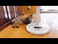 【保護猫】子猫を先住犬・猫と初対面させてみたら…