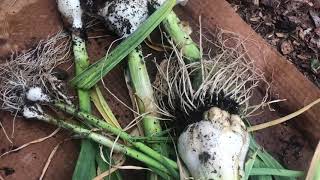 ShedWars21: Harvesting Garlic and Weigh In #2