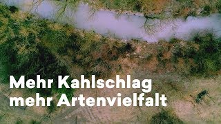 Mythos Wald: Wie Kahlschlag die Artenvielfalt erhöht