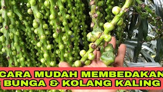 perbedaan manggar bunga aren dan manggar kolang kaling