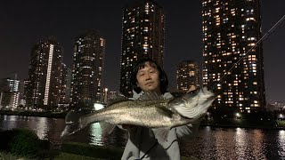 フリーリグでシーバスを釣る。