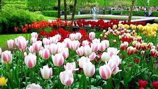 Keukenhof | Most beautiful flower garden in the world | Holland Tulips