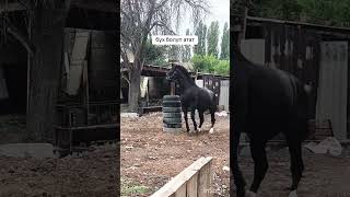 #shorts #short #shortvideo #шортс #horse #kokparkazaxstan #fypシ゚  #rek #kazakhistan #shortsyoutube