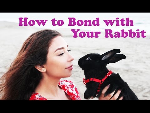 How to Bond with Your Rabbit How to Bond with Your Rabbit