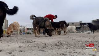 mahsum köpekler kimsesiz sokak çocukları satın alma sahiplen