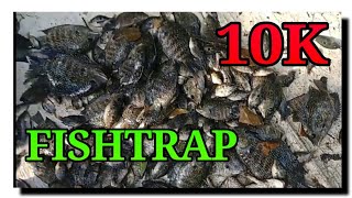 #Karimeen #Fishing   #fishtrap  #മീൻകൂട് #malayalamfishing #fishy #villagefishing #trap